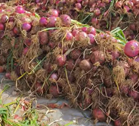 Oignons